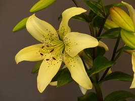 Foto: Dr. Peter Müller